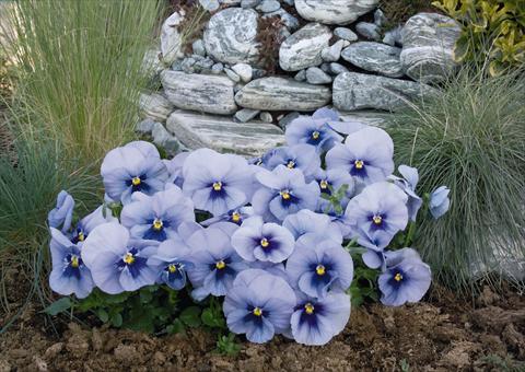 photo of flower to be used as: Pot and bedding Viola wittrockiana Inspire® Silver Blue with Blotch