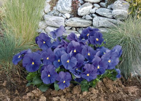 photo of flower to be used as: Pot and bedding Viola wittrockiana Inspire® True Blue