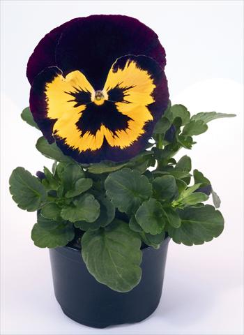 photo of flower to be used as: Pot and bedding Viola wittrockiana Inspire® Violet and Yellow