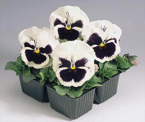 photo of flower to be used as: Pot and bedding Viola wittrockiana Inspire® White with Blotch