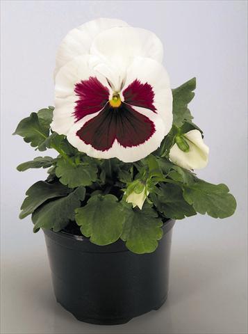 photo of flower to be used as: Pot and bedding Viola wittrockiana Inspire® White with Red Blotch