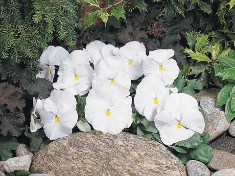 photo of flower to be used as: Pot and bedding Viola wittrockiana Inspire® White