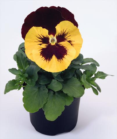 photo of flower to be used as: Pot and bedding Viola wittrockiana Inspire® Yellow with Red Wing