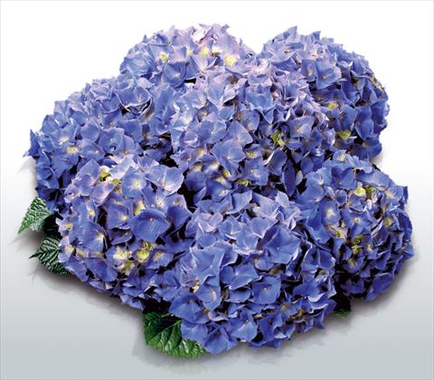 photo of flower to be used as: Pot and bedding Hydrangea macrophylla Atlantic Blue©