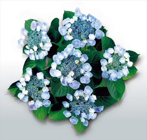 photo of flower to be used as: Pot and bedding Hydrangea macrophylla Blaeuling©