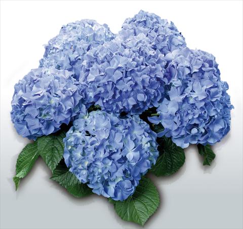 photo of flower to be used as: Pot and bedding Hydrangea macrophylla Blauer Zwerg