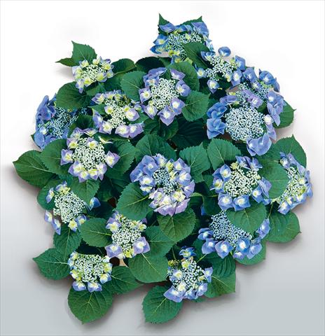 photo of flower to be used as: Pot and bedding Hydrangea macrophylla Blaumeise