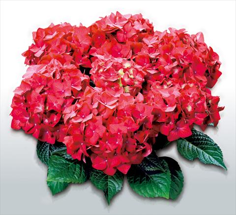 photo of flower to be used as: Pot and bedding Hydrangea macrophylla Doris