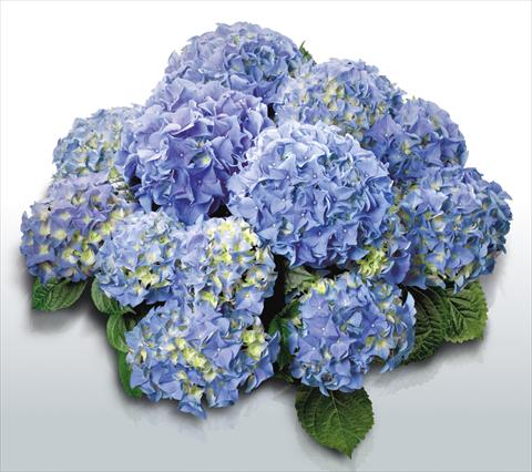 photo of flower to be used as: Pot and bedding Hydrangea macrophylla Early Blue©
