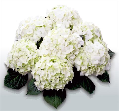 photo of flower to be used as: Pot and bedding Hydrangea macrophylla First White©