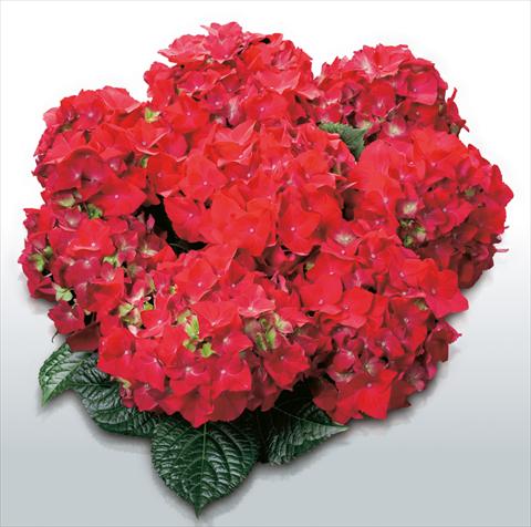 photo of flower to be used as: Pot and bedding Hydrangea macrophylla Hot Red©