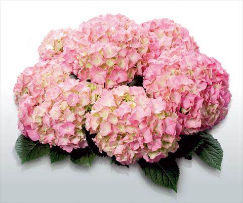 photo of flower to be used as: Pot and bedding Hydrangea macrophylla Pink Beauty©