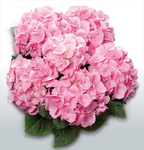 photo of flower to be used as: Pot and bedding Hydrangea macrophylla Pink Delight©