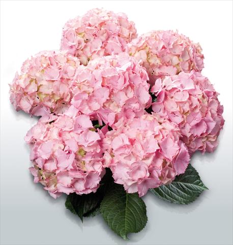 photo of flower to be used as: Pot and bedding Hydrangea macrophylla Pink Picotee©