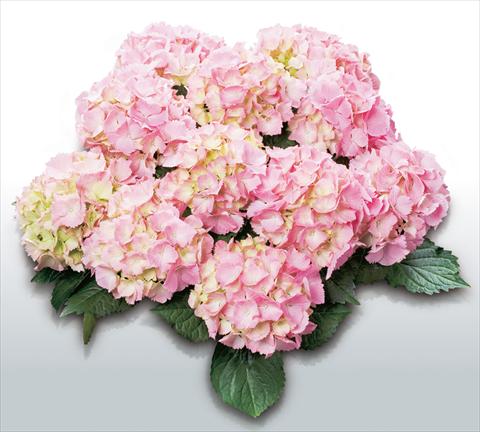 photo of flower to be used as: Pot and bedding Hydrangea macrophylla Pink Sensation©