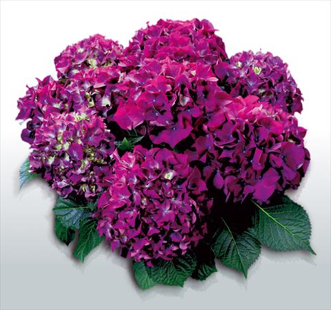 photo of flower to be used as: Pot and bedding Hydrangea macrophylla Red Beauty Lila©