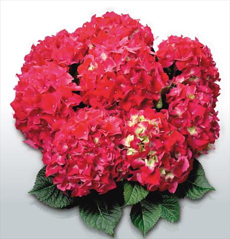 photo of flower to be used as: Pot and bedding Hydrangea macrophylla Red Beauty©