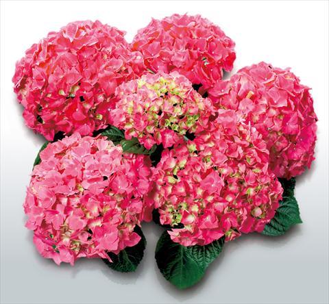 photo of flower to be used as: Pot and bedding Hydrangea macrophylla Schoene Bautznerin