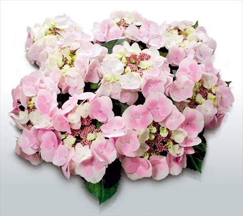 photo of flower to be used as: Pot and bedding Hydrangea macrophylla Sweet Dreams©