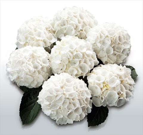photo of flower to be used as: Pot and bedding Hydrangea macrophylla White Delight©