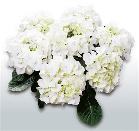 photo of flower to be used as: Pot and bedding Hydrangea macrophylla White Spirit©