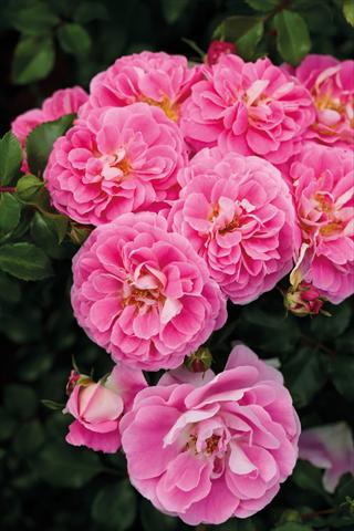 photo of flower to be used as: Bedding / border plant Rosa paesaggistica Lovely Pink®