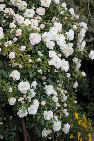 photo of flower to be used as: Bedding / border plant Rosa rampicante GP Perle Crescendo®