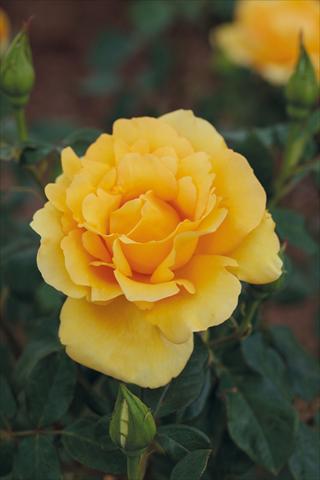photo of flower to be used as: Bedding / border plant Rosa Tea Eureka®