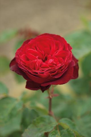 photo of flower to be used as: Bedding / border plant Rosa Tea Royal Garden®