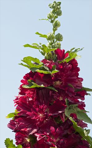 photo of flower to be used as: Pot and bedding Alcea rosea Spring Celebrities Crimson