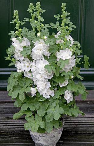 photo of flower to be used as: Pot and bedding Alcea rosea Spring Celebrities White