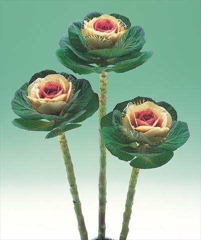 photo of flower to be used as:   Brassica oleracea Crane Bicolor F1