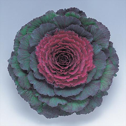 photo of flower to be used as: Pot and bedding Brassica oleracea Pigeon Purple F1