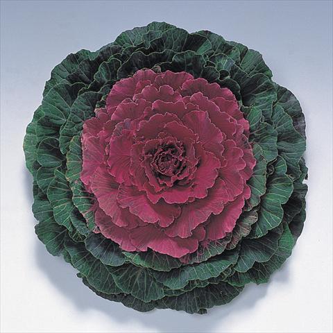 photo of flower to be used as: Pot and bedding Brassica oleracea Pigeon Red F1
