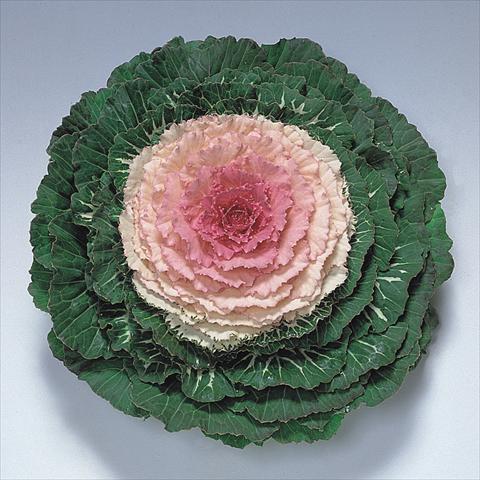 photo of flower to be used as: Pot and bedding Brassica oleracea Pigeon Victoria F1