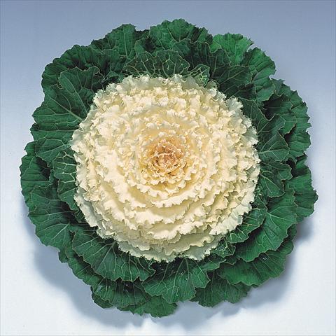 photo of flower to be used as: Pot and bedding Brassica oleracea Pigeon White F1