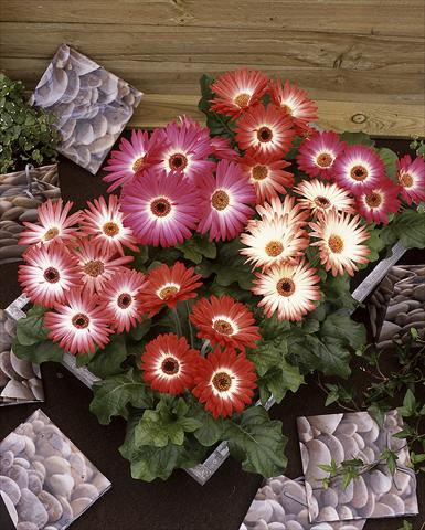 photo of flower to be used as: Pot Gerbera jamesonii Royal Bicolor Red Shades F1