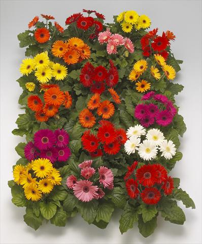 photo of flower to be used as: Pot Gerbera jamesonii Royal Formula Mixture F1