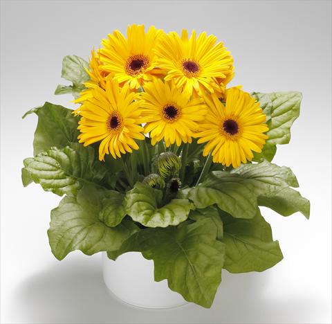 photo of flower to be used as: Pot Gerbera jamesonii Royal Golden Yellow F1