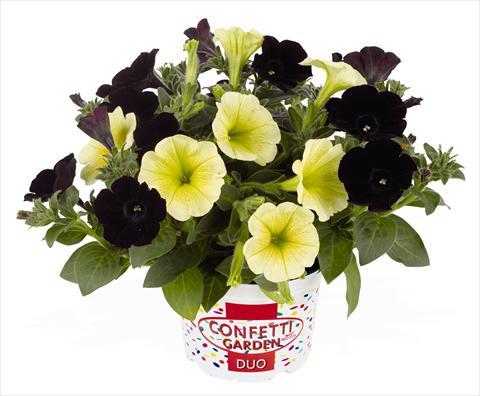 photo of flower to be used as: Pot, patio, basket 2 Combo RED FOX Confetti Garden Surprise Bumblebee 2013