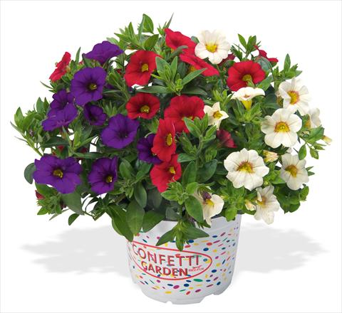 photo of flower to be used as: Pot, patio, basket 3 Combo RED FOX Confetti Garden Hawaiian Country