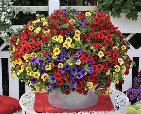 photo of flower to be used as: Pot, patio, basket 3 Combo RED FOX Confetti Garden Hawaiian Hilo