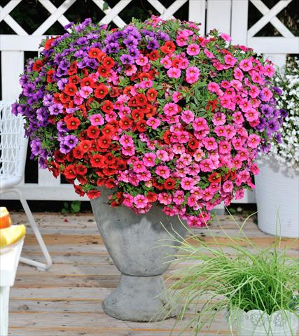 photo of flower to be used as: Pot, patio, basket 3 Combo RED FOX Confetti Garden Hawaiian Mahalo