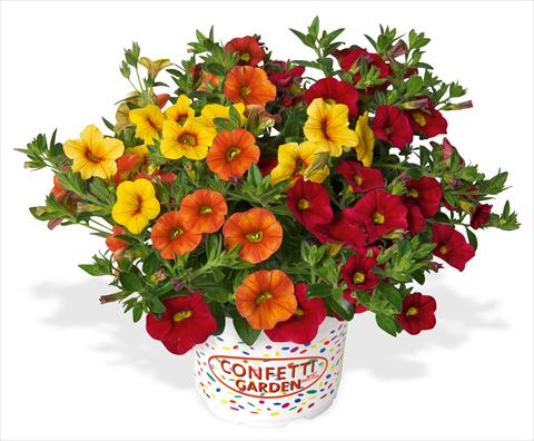 photo of flower to be used as: Pot, patio, basket 3 Combo RED FOX Confetti Garden Hawaiian Summer