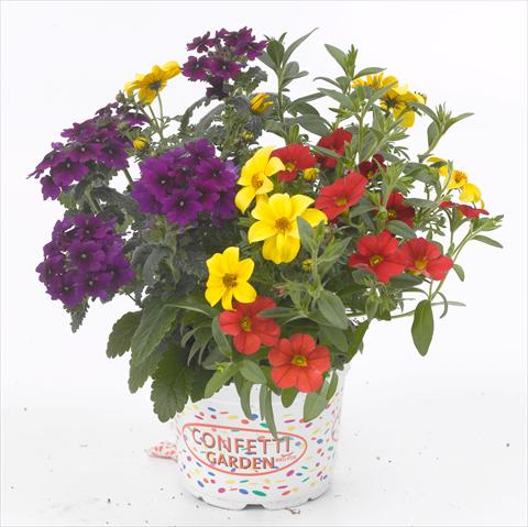 photo of flower to be used as: Pot, patio, basket 3 Combo RED FOX Confetti Garden Patchwork