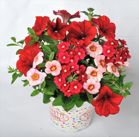 photo of flower to be used as: Pot, patio, basket 3 Combo RED FOX Confetti Garden Rockin Red