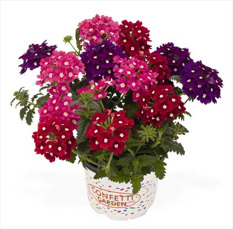 photo of flower to be used as: Pot, patio, basket 3 Combo RED FOX Confetti Garden Royal Charme