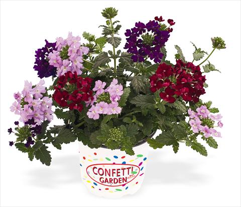 photo of flower to be used as: Pot, patio, basket 3 Combo RED FOX Confetti Garden Royal Flush