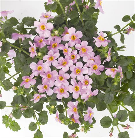 photo of flower to be used as: Pot, patio, basket Bacopa (Sutera cordata) RED FOX Bahia Pink Halo