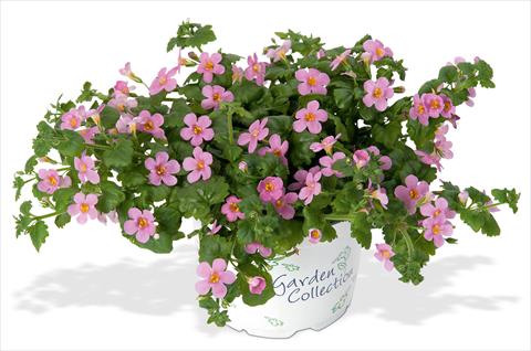 photo of flower to be used as: Pot, patio, basket Bacopa (Sutera cordata) RED FOX Bahia Pink Sand